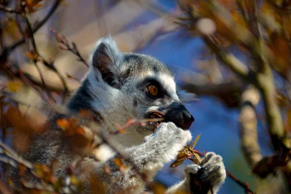 Cute Funny Ring Tailed Lemur Stock Photo Stock Photo