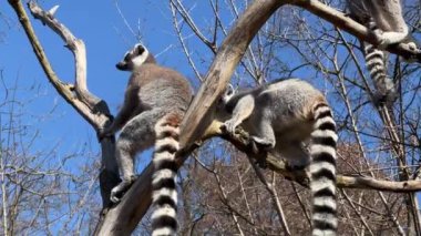 Şirin ve komik halka kuyruklu lemur. Stock video klibi. 4K