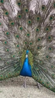 Tavus kuşu portresi. Tavuskuşu 'nun tüylerini gösteren makro çekimi..
