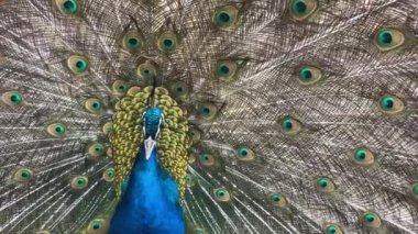 Tavus kuşu portresi. Tavuskuşu 'nun tüylerini gösteren makro çekimi..