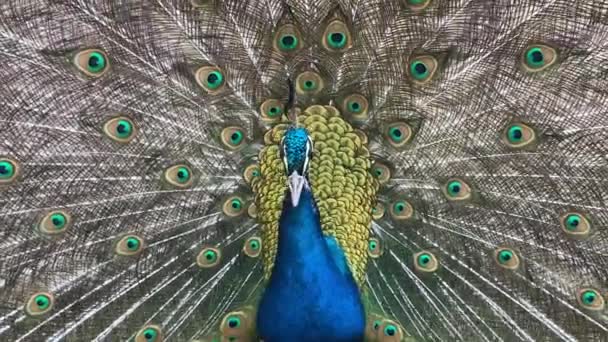 孔雀の肖像画 彼の羽を示す孔雀のマクロショット — ストック動画