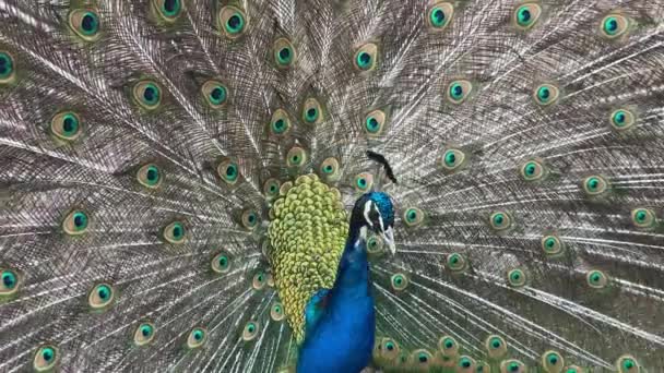 Portrait Peacock Macro Shot Peacock Showing His Feathers — Stock Video