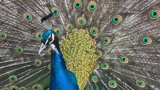 Porträtt Påfågel Makro Skott Påfågeln Visar Sina Fjädrar — Stockvideo