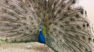Tavus kuşu portresi. Tavuskuşu 'nun tüylerini gösteren makro çekimi..