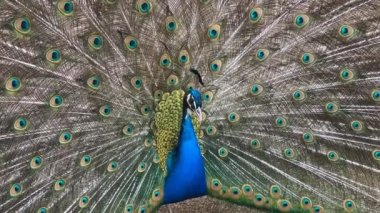 Tavus kuşu portresi. Tavuskuşu 'nun tüylerini gösteren makro çekimi..