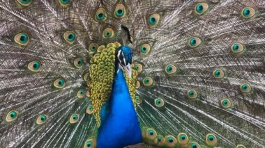 Tavus kuşu portresi. Tavuskuşu 'nun tüylerini gösteren makro çekimi..