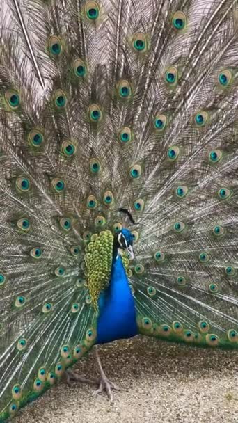 Portrét Páva Makro Záběr Peacock Ukazující Jeho Peří — Stock video