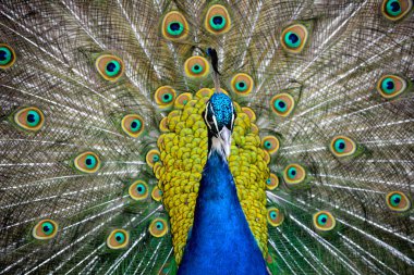 Tavus kuşu portresi. Tavuskuşu 'nun tüylerini gösteren makro çekimi..