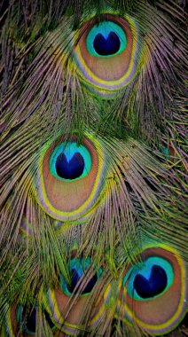 Güzel tavus kuşu kuyruğu tüylerinin makro fotoğrafı..