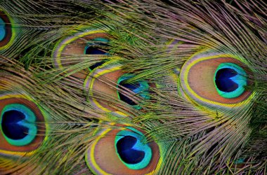 Güzel tavus kuşu kuyruğu tüylerinin makro fotoğrafı..