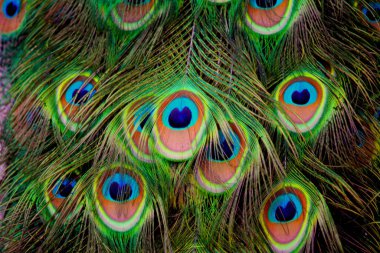 Güzel tavus kuşu kuyruğu tüylerinin makro fotoğrafı..