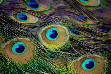 Güzel tavus kuşu kuyruğu tüylerinin makro fotoğrafı..