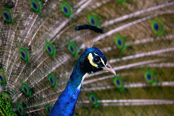 Portrait Peacock Macro Shot Peacock Showing His Feathers — Stock Photo, Image