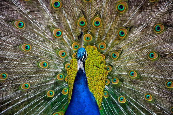 Portrét Páva Makro Záběr Peacock Ukazující Jeho Peří — Stock fotografie
