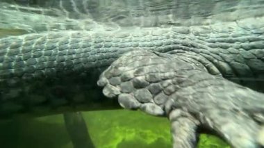Suyun altında yüzen bir timsahın makro görüntüsü. 4K