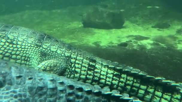 Macro Shot Crocodile Floating Underwater — Stock Video