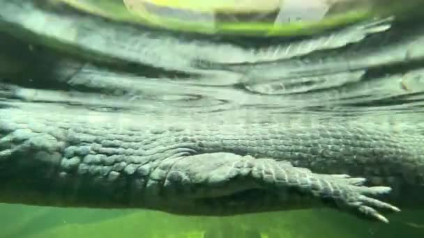Een Macro Shot Van Een Krokodil Die Onder Water Zweeft — Stockvideo