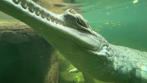 Makro Záběr Krokodýla Plovoucího Pod Vodou — Stock video
