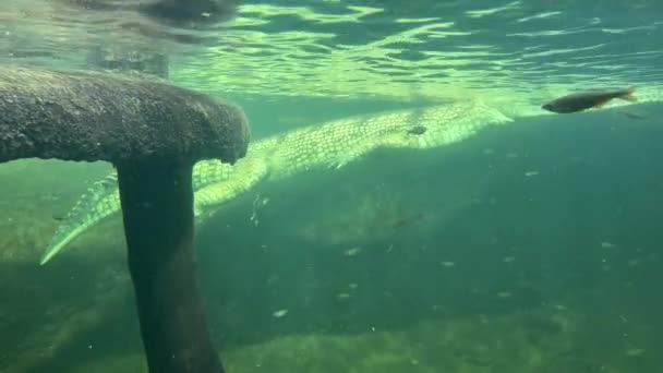 Uma Foto Macro Crocodilo Flutuar Debaixo Água — Vídeo de Stock