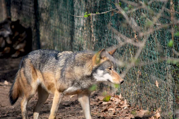 Een Mooie Wolf Brengt Zijn Tijd Door Met Zijn Plezier — Stockfoto