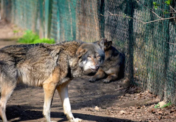 Een Mooie Wolf Brengt Zijn Tijd Door Met Zijn Plezier — Stockfoto