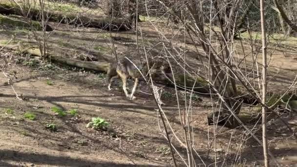 Ein Schöner Wolf Verbringt Seine Zeit Nach Lust Und Laune — Stockvideo