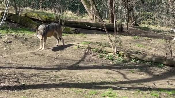 Прекрасный Волк Проводит Время Ему Вздумается — стоковое видео