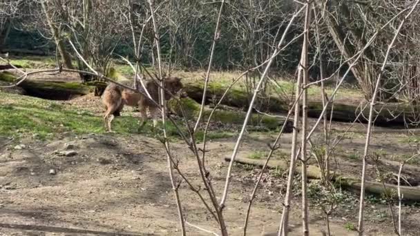 Een Mooie Wolf Brengt Zijn Tijd Door Met Zijn Plezier — Stockvideo