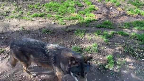 Krásný Vlk Tráví Svůj Čas Jak Zlíbí — Stock video