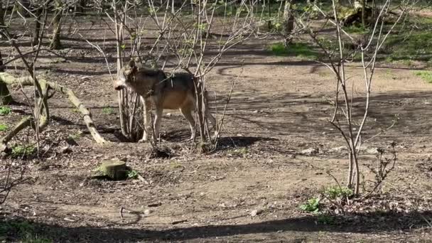 아름다운 늑대는 자유롭게 시간을 보내지 — 비디오