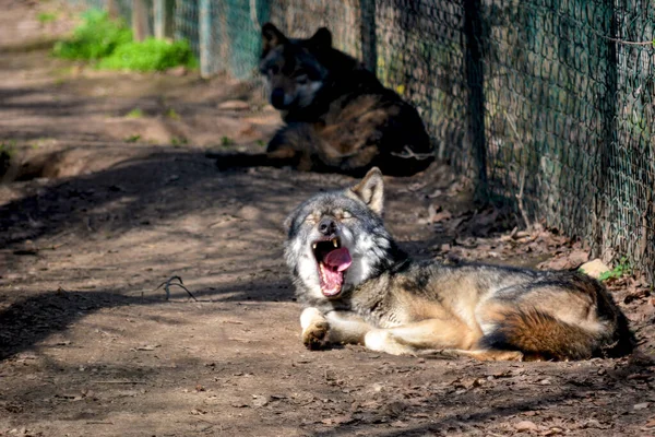 美しいオオカミは彼の喜びで彼の時間を過ごす — ストック写真