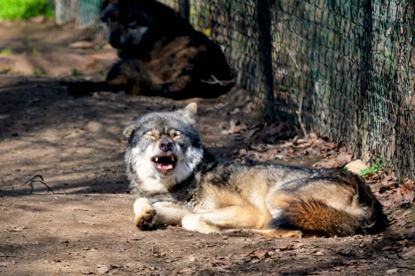 美しいオオカミは彼の喜びで彼の時間を過ごす — ストック写真