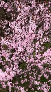 Kiraz çiçekleri baharın sembolüdür. Güzel sakura. Kiraz çiçekleri büyüleyici bir doğa harikasıdır..