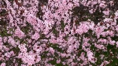 Kiraz çiçekleri baharın sembolüdür. Güzel sakura. Kiraz çiçekleri büyüleyici bir doğa harikasıdır..