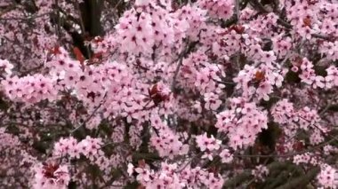 Kiraz çiçekleri baharın sembolüdür. Güzel sakura. Kiraz çiçekleri büyüleyici bir doğa harikasıdır..