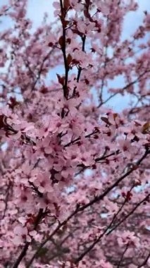 Kiraz çiçekleri baharın sembolüdür. Güzel sakura. Kiraz çiçekleri büyüleyici bir doğa harikasıdır..