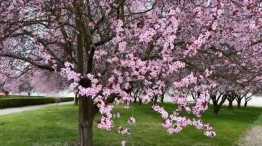 Kiraz çiçekleri baharın sembolüdür. Güzel sakura. Kiraz çiçekleri büyüleyici bir doğa harikasıdır..