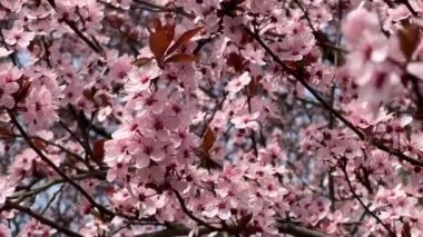 Kiraz çiçekleri baharın sembolüdür. Güzel sakura. Kiraz çiçekleri büyüleyici bir doğa harikasıdır..