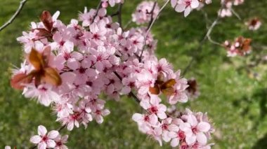 Kiraz çiçekleri baharın sembolüdür. Güzel sakura. Kiraz çiçekleri büyüleyici bir doğa harikasıdır..