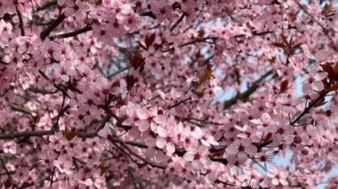 Kiraz çiçekleri baharın sembolüdür. Güzel sakura. Kiraz çiçekleri büyüleyici bir doğa harikasıdır..