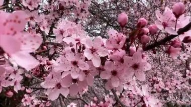 Kiraz çiçekleri baharın sembolüdür. Güzel sakura. Kiraz çiçekleri büyüleyici bir doğa harikasıdır..