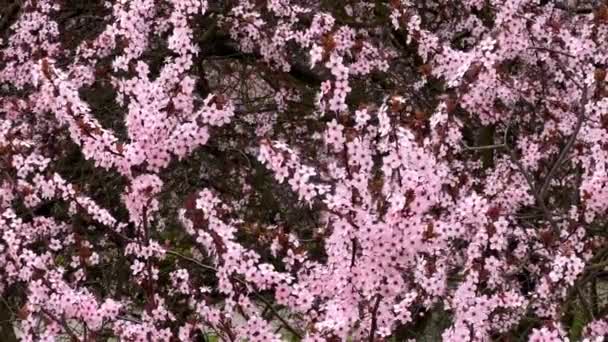 Třešňové Květy Jsou Symbolem Jara Nádherná Sakura Třešňové Květy Jsou — Stock video