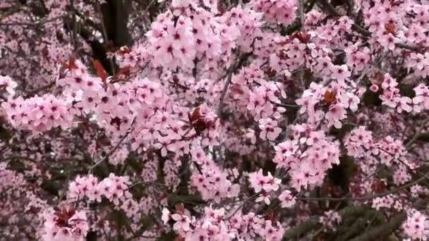 Kirschblüten Symbolisieren Den Frühling Schöne Sakura Kirschblüten Sind Ein Atemberaubendes — Stockvideo