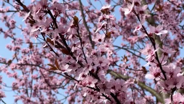 Άνθη Της Κερασιάς Συμβολίζουν Την Άνοιξη Όμορφη Σακούρα Άνθη Της — Αρχείο Βίντεο
