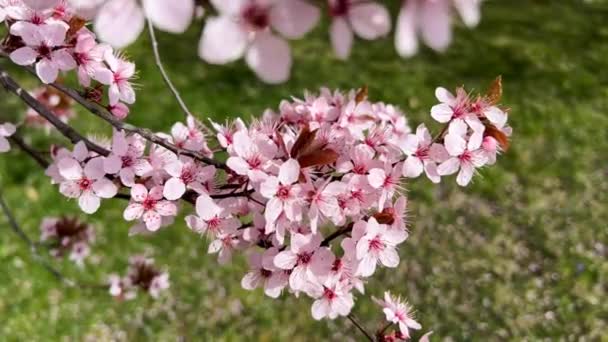 春を象徴する桜です 美しい桜だ 桜は素晴らしい自然の驚異です — ストック動画