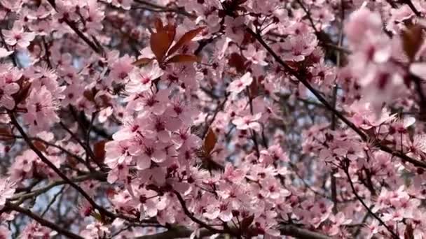 Körsbärsblommor Symbol För Våren Vacker Sakura Körsbärsblommor Ett Fantastiskt Naturligt — Stockvideo