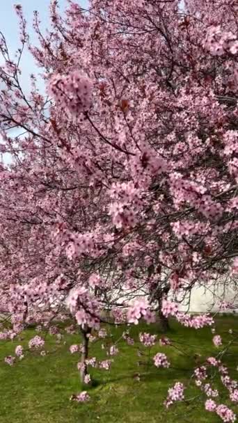 Las Flores Cerezo Son Simbólicas Primavera Hermosa Sakura Flores Cerezo — Vídeo de stock