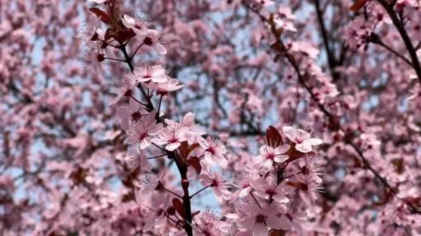 Flores Cerejeira São Simbólicas Primavera Linda Sakura Flores Cerejeira São — Vídeo de Stock