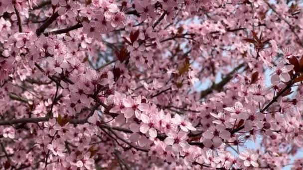 Fiori Ciliegio Sono Simbolo Della Primavera Bellissima Sakura Fiori Ciliegio — Video Stock