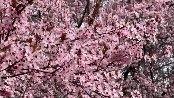 Las Flores Cerezo Son Simbólicas Primavera Hermosa Sakura Flores Cerezo — Vídeo de stock